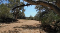 Dry creek bed at Boolcoomatta Reserve.