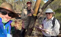 Ecologist Fiamma Riviera with volunteers John Koch (measuring York Gum trunk) and Richard Thomas (recording results on clipboard).
