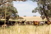 Cattle on Hickman's Farm, central NSW, Wiradjuri Country. By Bee Stephens.