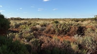 In 25 years, land management decisions have led to increased ground cover and new species growth at Austin Downs, Wajarri and Yugunga-Nya Country, Western Australia. By Jo Jackson King