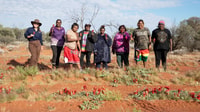 Signs of healthy Country as Birriliburu Rangers find Marlukuru (Sturt’s Desert Pea) in abundance, Martu Country, Birriliburu Indigenous Protected Area, Western Australia. By Bee Stephens