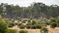 An experimental revegetation plot on Nardoo Hills Reserve. By Grassland Films