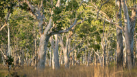 More research will indicate the trees Koalas prefer to eat at Yourka Reserve, which may include Poplar Gum (E. platyphylla), Jirrbal & Warrungu Country, QLD. Photo by Grassland Films.