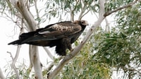 Wedge-tailed Eagle perched on a branch at Plassey in the Tasmanian Midlands.