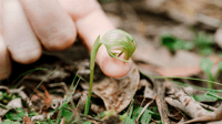 Nodding Greenhood Orchid (Pterostylis nutans) at Plassey.