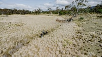Grasslands at Plassey in the Tasmanian Midlands.