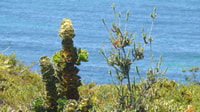 Royal Banksia (Hakea Victoria) and Barrens regelia (Regelia velutina) are two of the Fitzgerald River National Park's many remarkable flora species. By Viktoria King