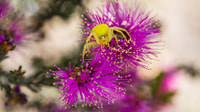 A Crab Spider (Thomisis spectabilis) awaits passing bees at Kojonup Reserve, Goreng Noongar Country, Western Australia. By Nic Duncan
