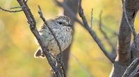 Striated Thornbill on a branch, Tarcutta Hills Reserve, Wiradjuri Country, New South Wales. By Grassland Films