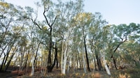 The contrasting trunks of the Box Gum Grassy Woodland found at Tarcutta Hills Reserve, Wiradjuri Country, New South Wales. By Grassland Films