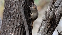 A Red-tailed Phascogale spotted during recent monitoring at Kojonup Reserve, Goreng Noongar Country, Western Australia. By Robert Dugand