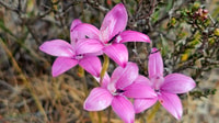 Pink Enamel Orchids (Elythranthera emarginata) are one of multiple orchid species that occur at Kojonup Reserve. By Genevieve Hayes