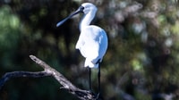 Royal Spoonbill captured at Nil Desperandum Reserve, Budjiti Country, NSW.