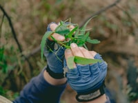 Bush Heritage staff member inspecting a gum tree seedling at Burrin Burrin Reserve.