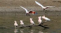 Pink Cockatoos.