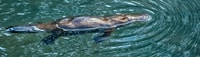 Platypus. Photo Steve Parish.