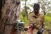 Kane Chenoweth, Warddeken Ranger, sets a camera trap attached to a tree.