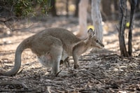 A Bridled Nailtail Wallaby with joey in pouch.