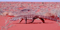 Monitor Goanna.