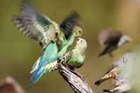 Socialising budgerigars at Ethabuka Reserve.