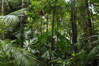 Fan Palm canopy.