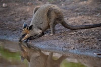 Swamp Wallaby drinking.