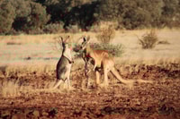 Two Red Kangaroos in arid landscape.