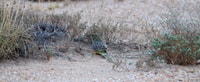 Night parrot.