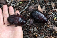 Giant Cockroaches at Reedy Creek. Photo by Mat McLean