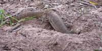 A goanna harvesting a turtle nest.