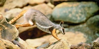 Yellow-footed Rock Wallaby at Boolcoomatta.