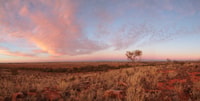 Lone tree  on Boolcoomatta. with red clouds. Photo Peter Ashton