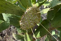 Cochineal bugs getting to work on a prickly pear at Evelyn Downs Reserve, Antakirinja Matu-Yankunytjatjara and Yankunytjatjara Country, SA. By Ingo Schomacker