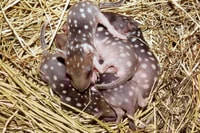 Five Eastern Quoll joeys, tiny, brown mammals with white spots, sleep huddled together in a nest of straw. One is awake and climbing over the others.
