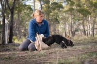Tasmanian Devil being released by researcher.