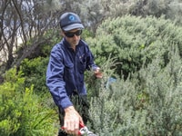 Collecting Bertya cuttings for propagation.
