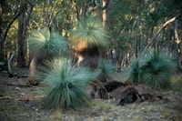 Grass trees.