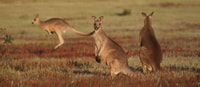 Eastern Grey Kangaroos.