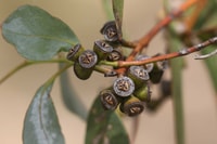 Long-leaf box seeds.