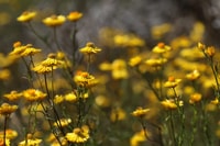 Sticky Everlasting Xerochrysum viscosum.
