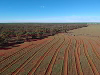 Aerial view of revegetation works at Eurardy Reserve, WA.