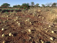 Before Richard's cleanup - Melons at Five Mile Bore