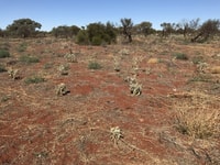 After the cleanup - Five Mile Bore cleared of melons and their seeds.