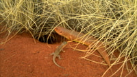Photo of an adult and juvenile Tjakura