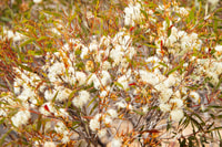 Flowering revegetation on Monjebup Reserve. Photo William Marwick.