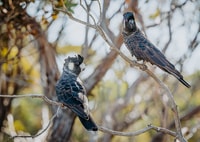 Our acquisition and management of Dodgey Downs would give Ngoolark (Carnaby’s Cockatoo) a safer and stronger future. Photo Krysta Guille.