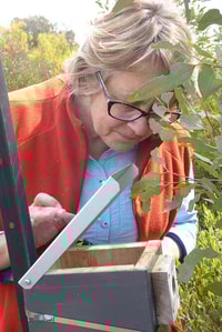 Volunteer Sandra Gilfillan checking a nest box for Pygmy Possums.