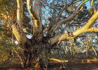 Boolcoomatta Reserve Manager Kurt Tschirner in his favourite tree, a massive, spreading Red Gum, at Boolcoomatta Reserve.