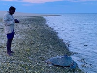Tracking Shelly Gurdulu as she sets off.