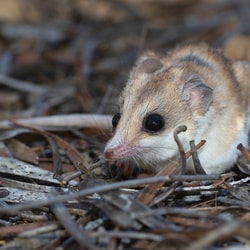 Hairy-footed Dunnart. Photo Ben Parkhurst.
